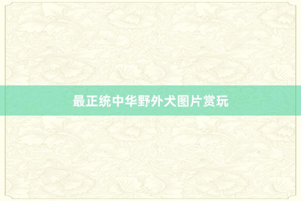 最正统中华野外犬图片赏玩